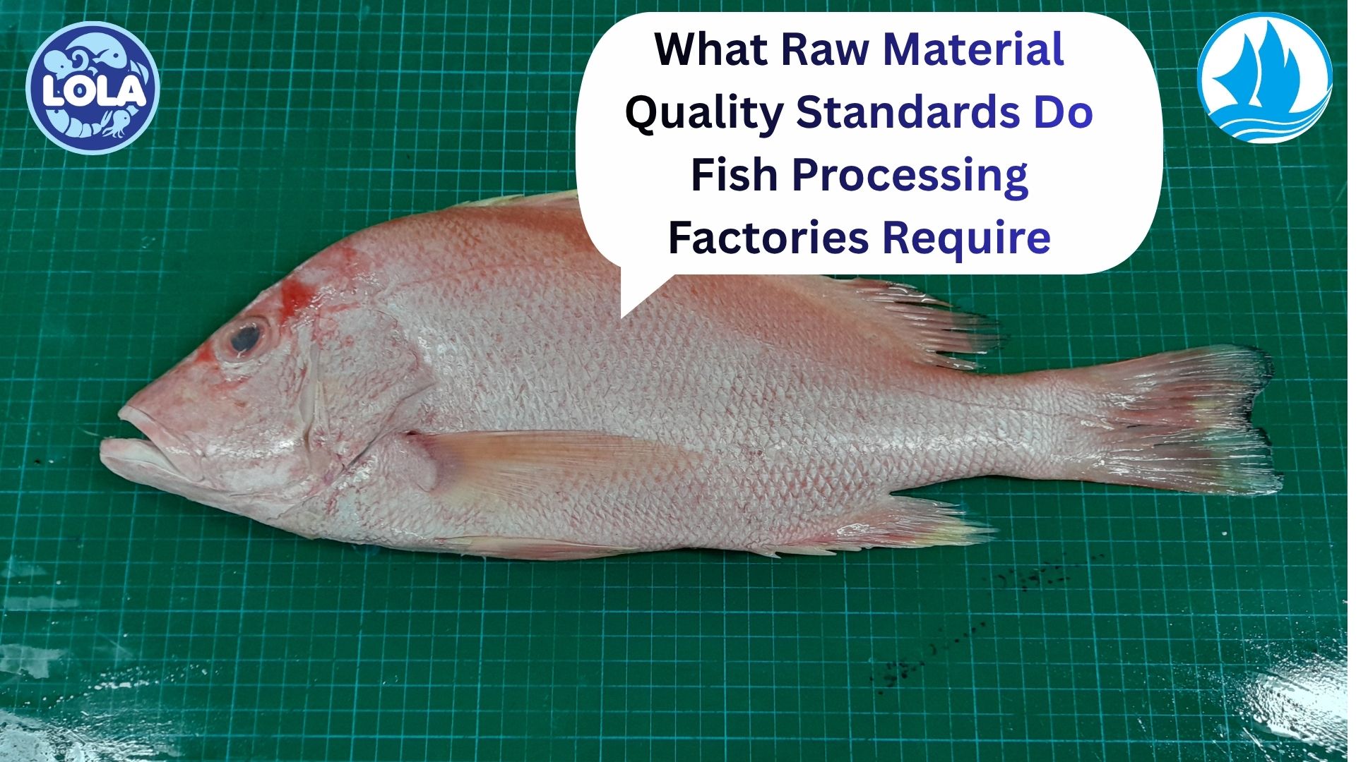  What Raw Material Quality Standards Do Fish Processing Factories Require